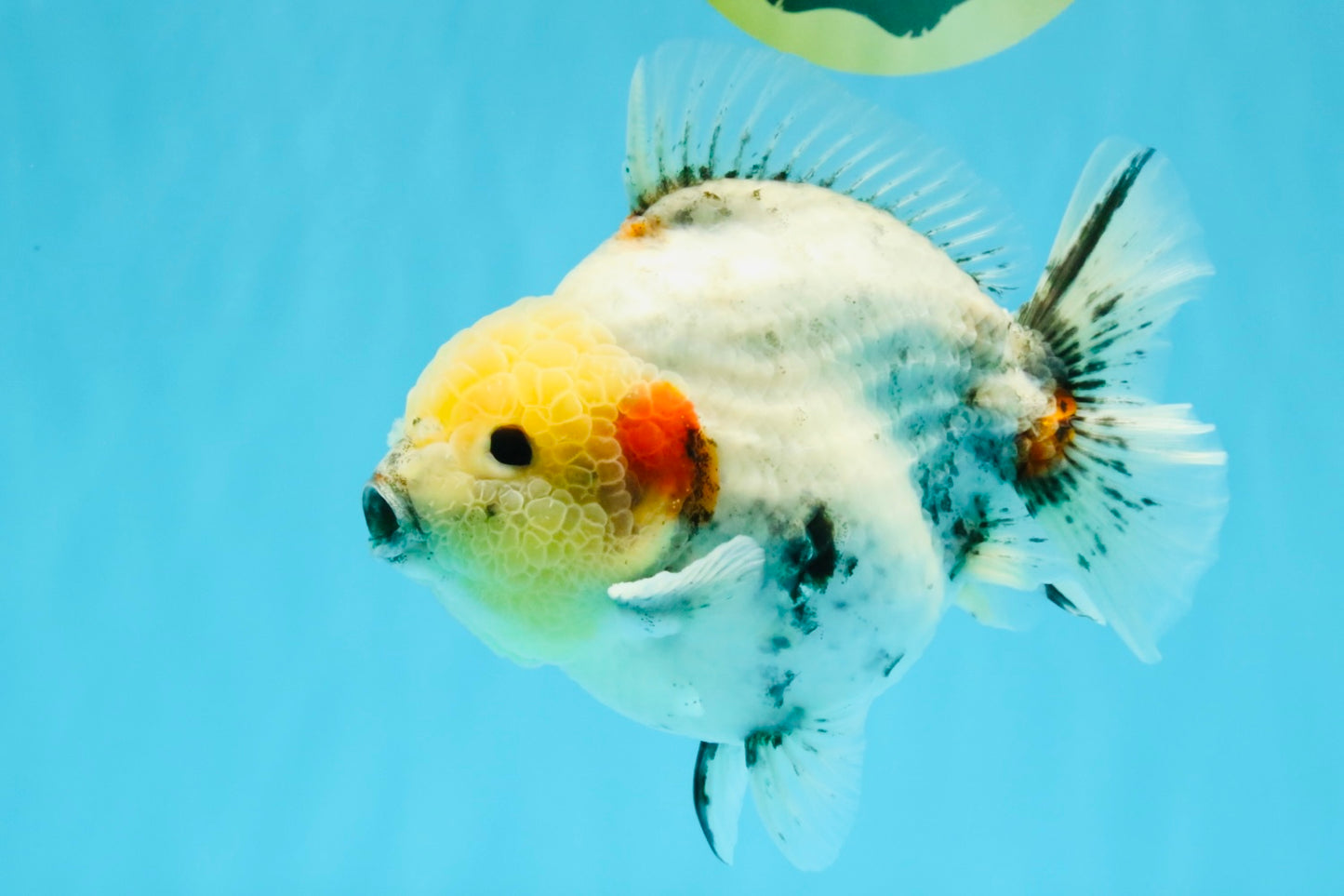 AAA Grade Marble Yuanbao Male 5.5-6 inches #041026YB_25