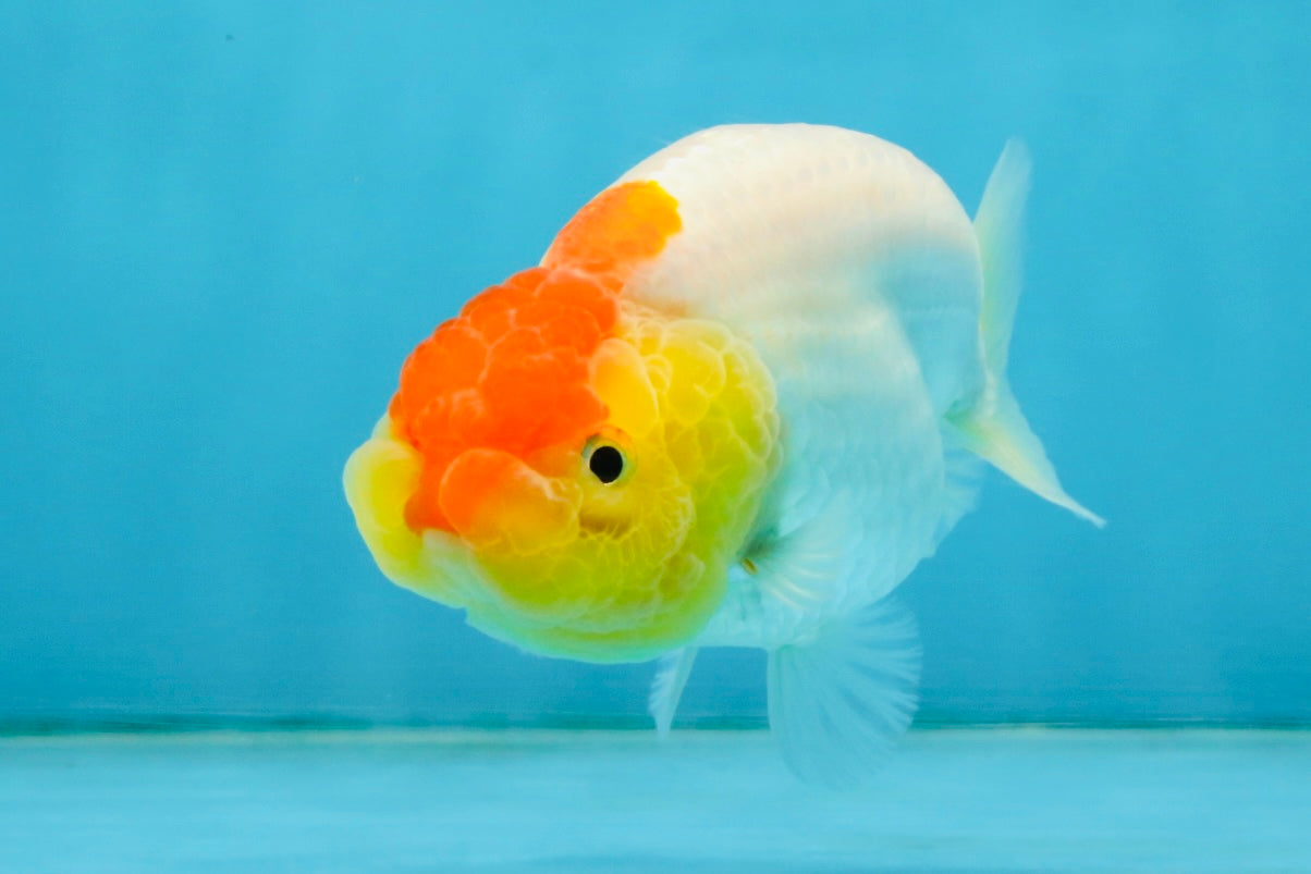 SUPER CUTE A Grade Red White LionQueen 4 inches #121225LC_08