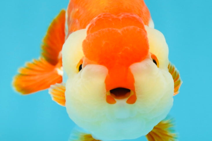 AAA Grade Red White LionKing 4.5 inches #050925LC_14