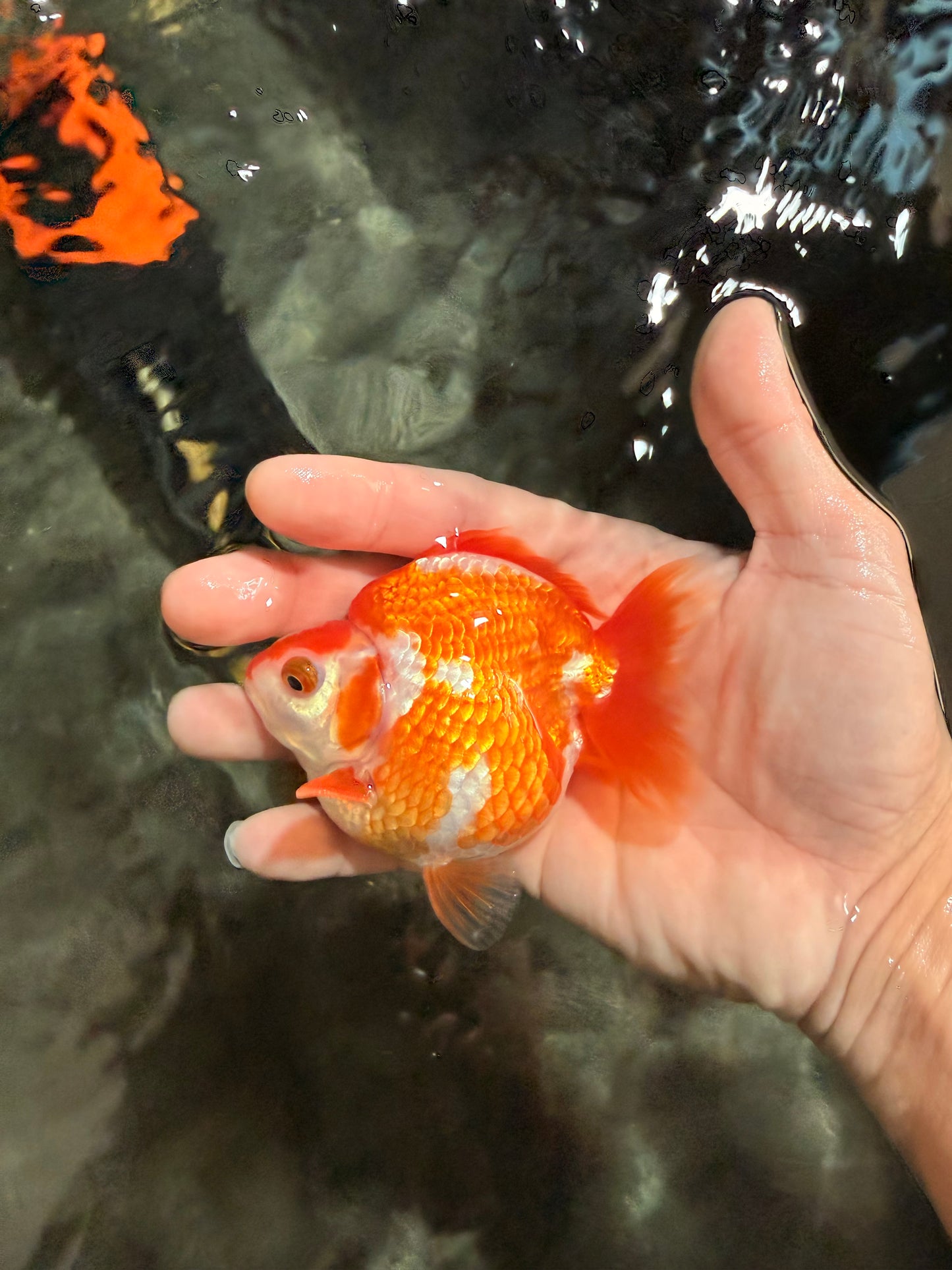 A Grade Red White Ryukin Female 3.5-4 inches #041726RK_02