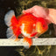 CHONKY AAA Grade Godzilla Red White Oranda Male 6.5-7 inches #022726OR_14