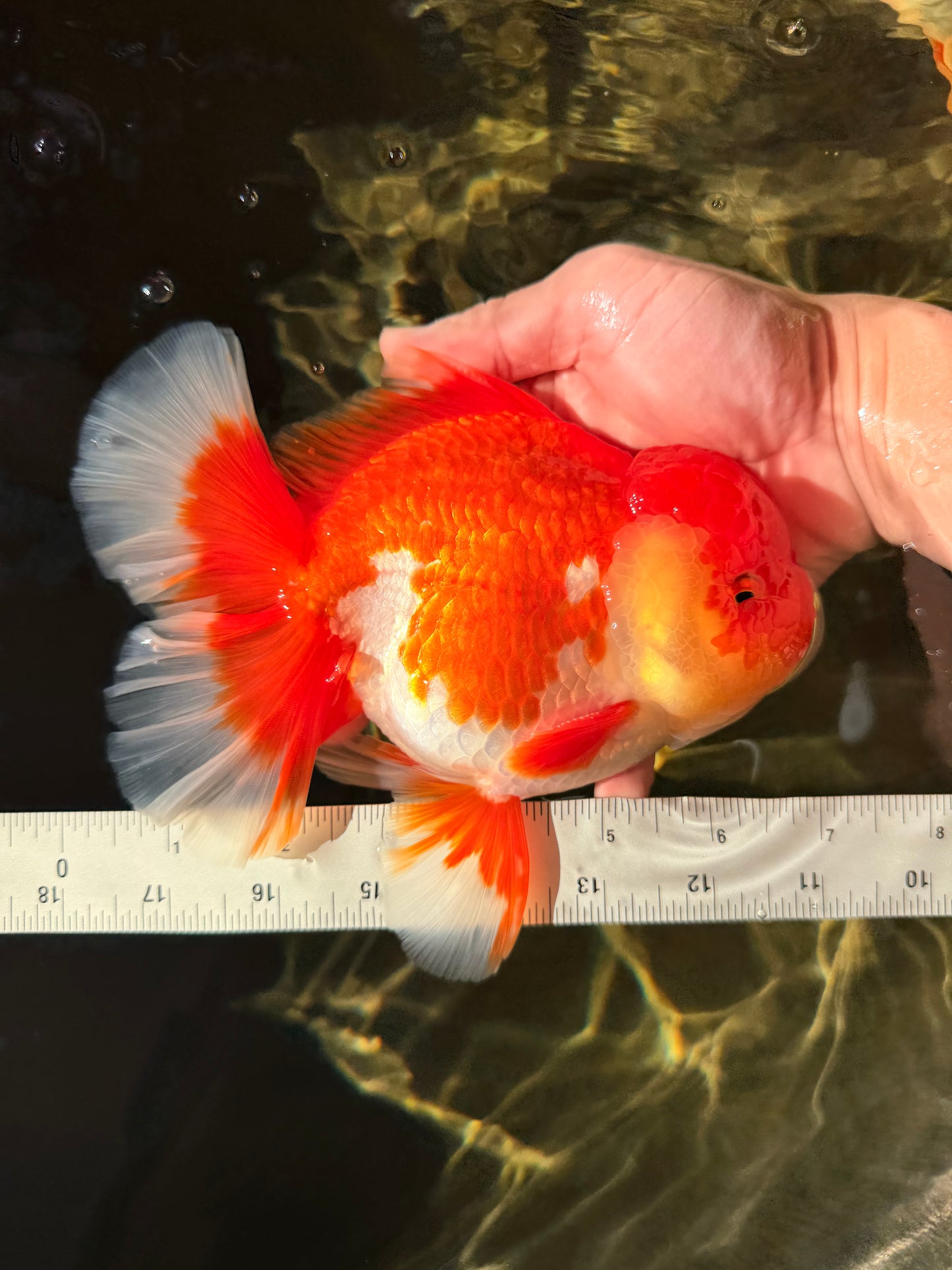 CHONKY AAA Grade Godzilla Red White Oranda Male 6.5-7 inches #022726OR_14