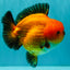 AAA Grade Apache Yuanbao Male 5-5.5 inches #071026YB_14