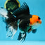 A Grade Tricolor Oranda Female 6.5 inches #090525OR_19
