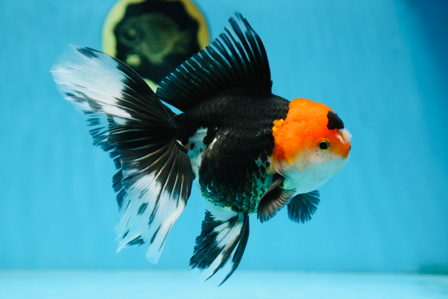 A Grade Tricolor Oranda Female 6.5 inches #090525OR_19