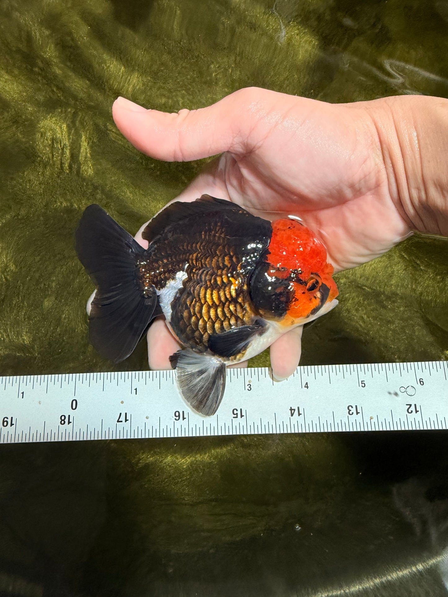 Pompom Tricolor Yuanbao Male 4.5 inches #040326YB_03