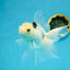 A Grade Tricolor Oranda Female 6 inches #112924OR_12