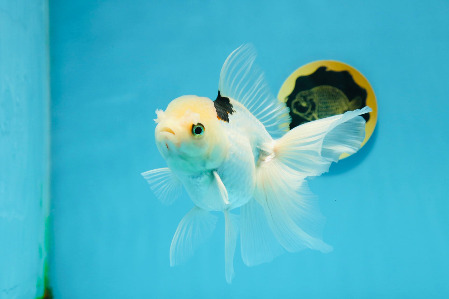 A Grade Tricolor Oranda Female 6 inches #112924OR_12