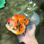 AAA Grade Jumbo Body Marble Sakura Oranda Male 6.5-7 inches #062626OR_02