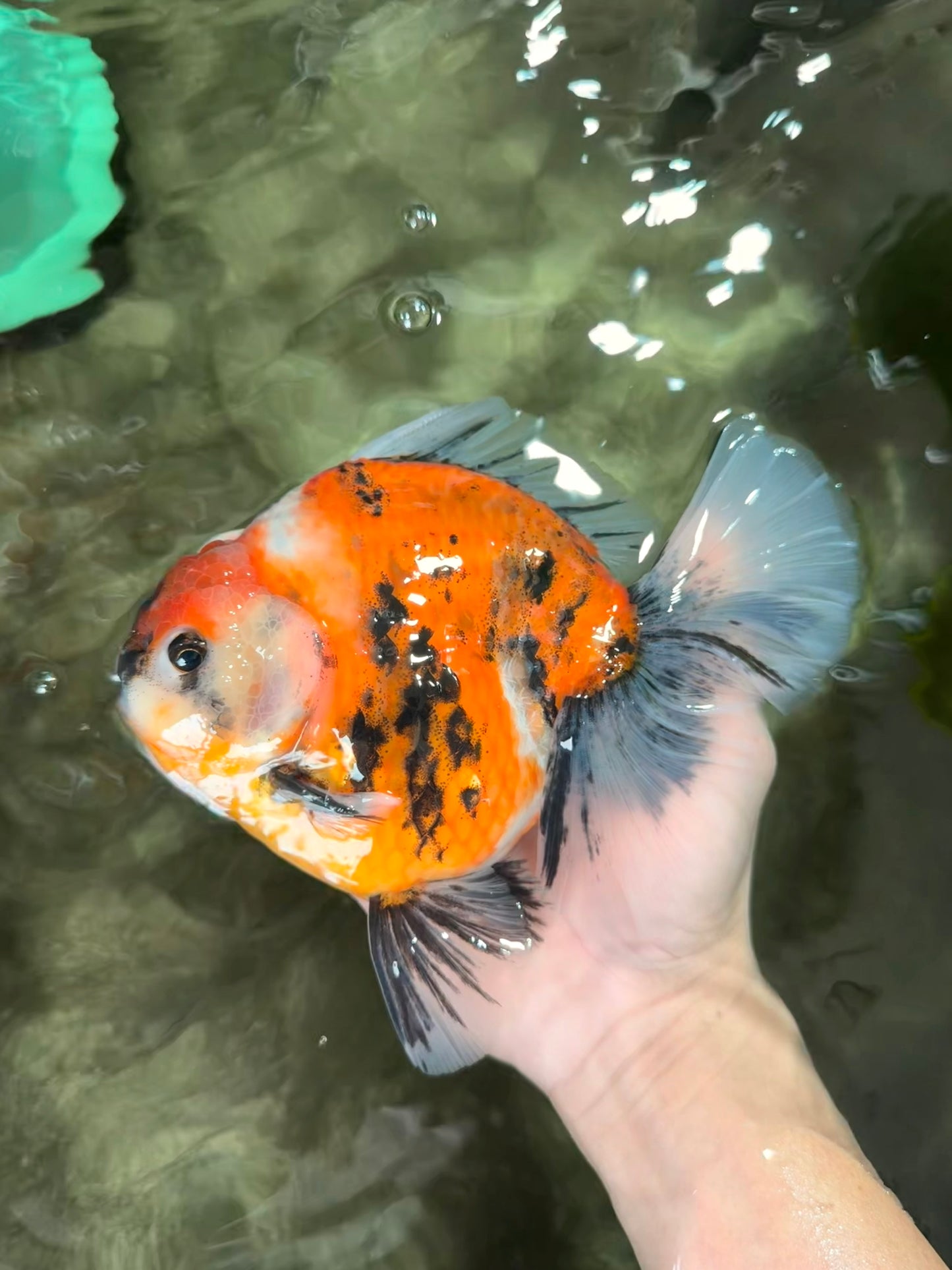 AAA Grade Jumbo Body Marble Sakura Oranda Male 6.5-7 inches #062626OR_02