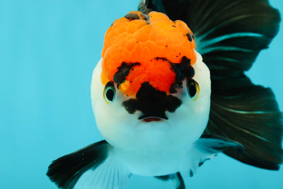 A Grade Tricolor Oranda Male 5-5.5 inches #110824OR_09