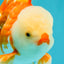 CHICKIE AAA Grade Red White Oranda Male 6 inches #072426OR_06