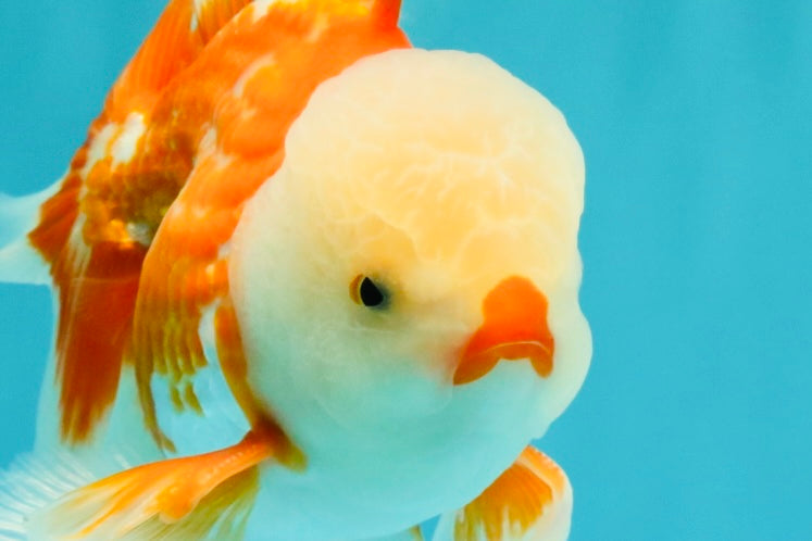 CHICKIE AAA Grade Red White Oranda Male 6 inches #072426OR_06