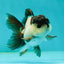 Panda Oranda Male 3-3.5 inches #1018OR_14