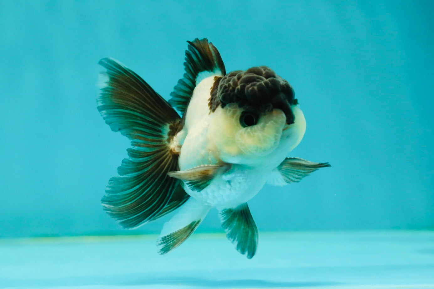 Panda Oranda Male 3-3.5 inches #1018OR_14