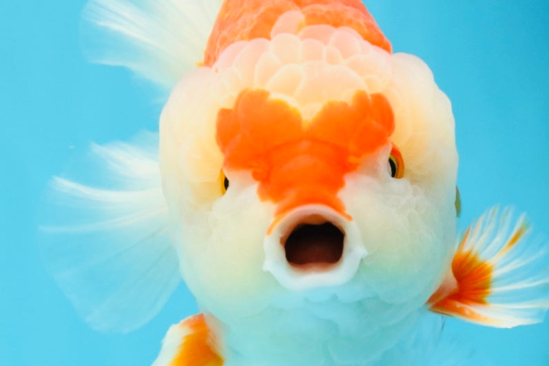 RED HEART A Grade Red White Yuanbao Male 6 inches #032726YB_05