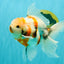 Sanke Oranda Male 5.5 inches #082826OR_04