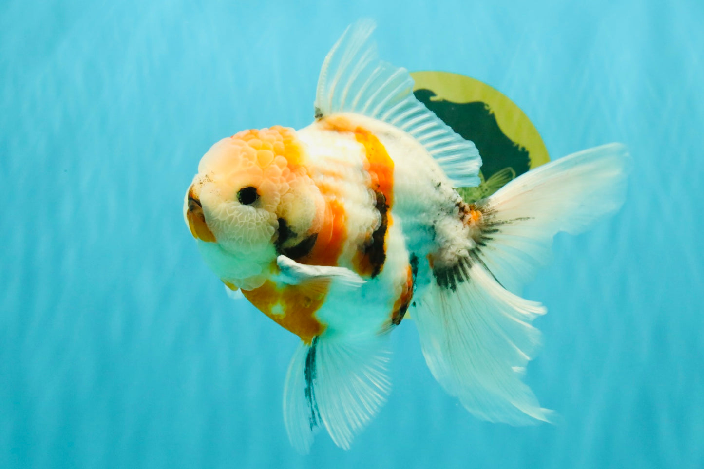 Sanke Oranda Male 5.5 inches #082826OR_04