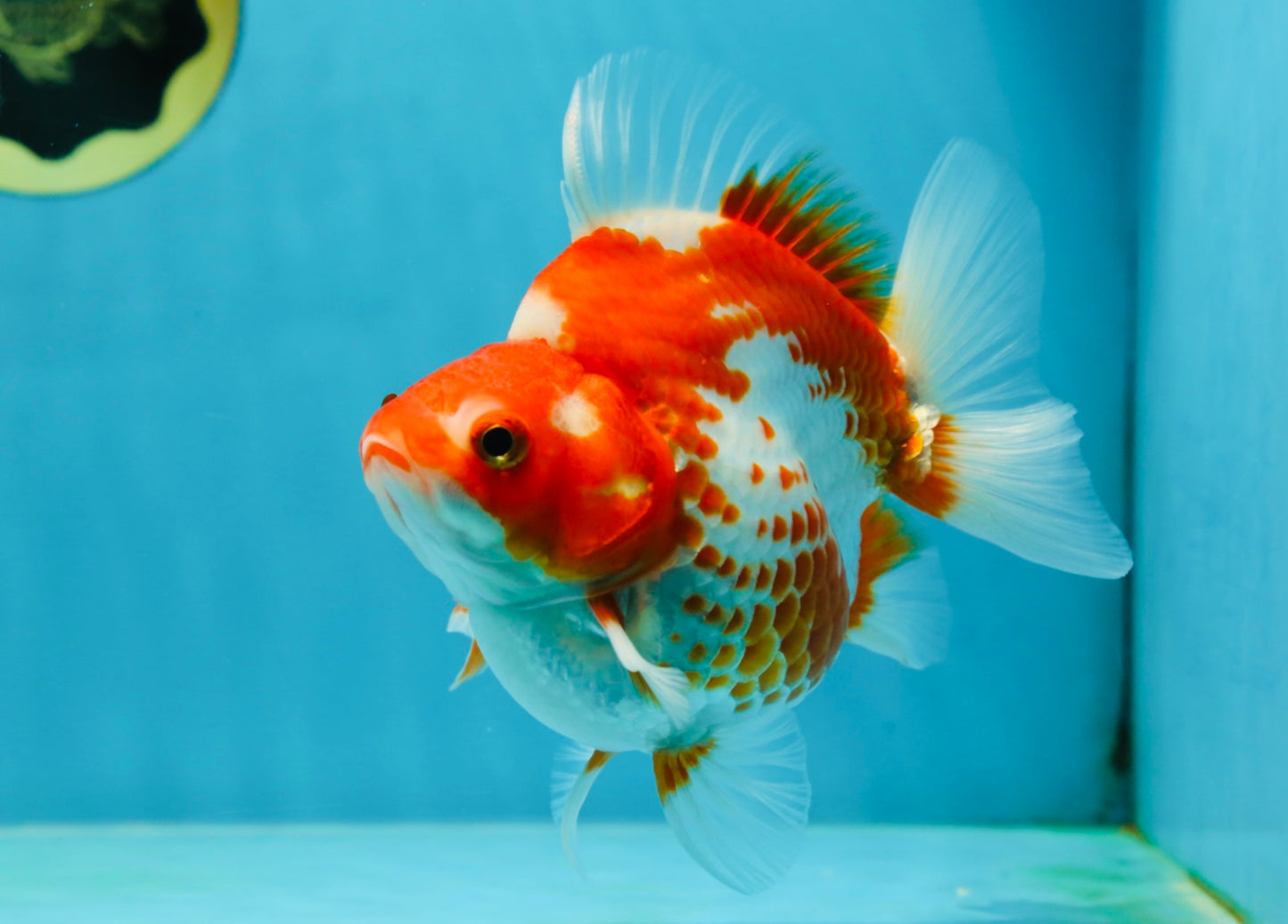 A GRADE Polkadot Red White Ryukin Female 5 inches #050925RK_19