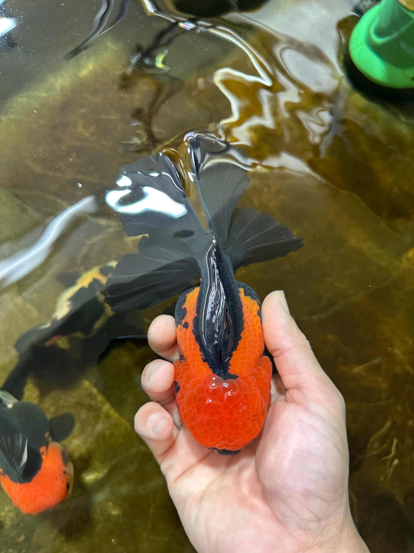 AAA Grade UNIQUE Apache Oranda Female 5.5-6 inches #080825OR_09