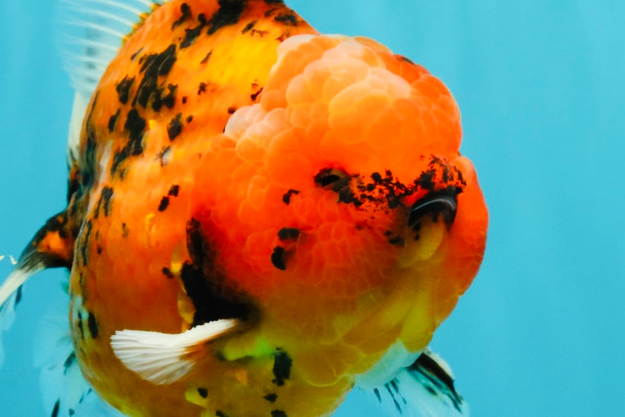 AAA Grade Godzilla Tiger Yuanbao Male 5-5.5  inches #031326YB_21