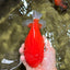 AAA Grade Strong Body Structure Red Yuanbao Male 6.5 inches #092526YB_14