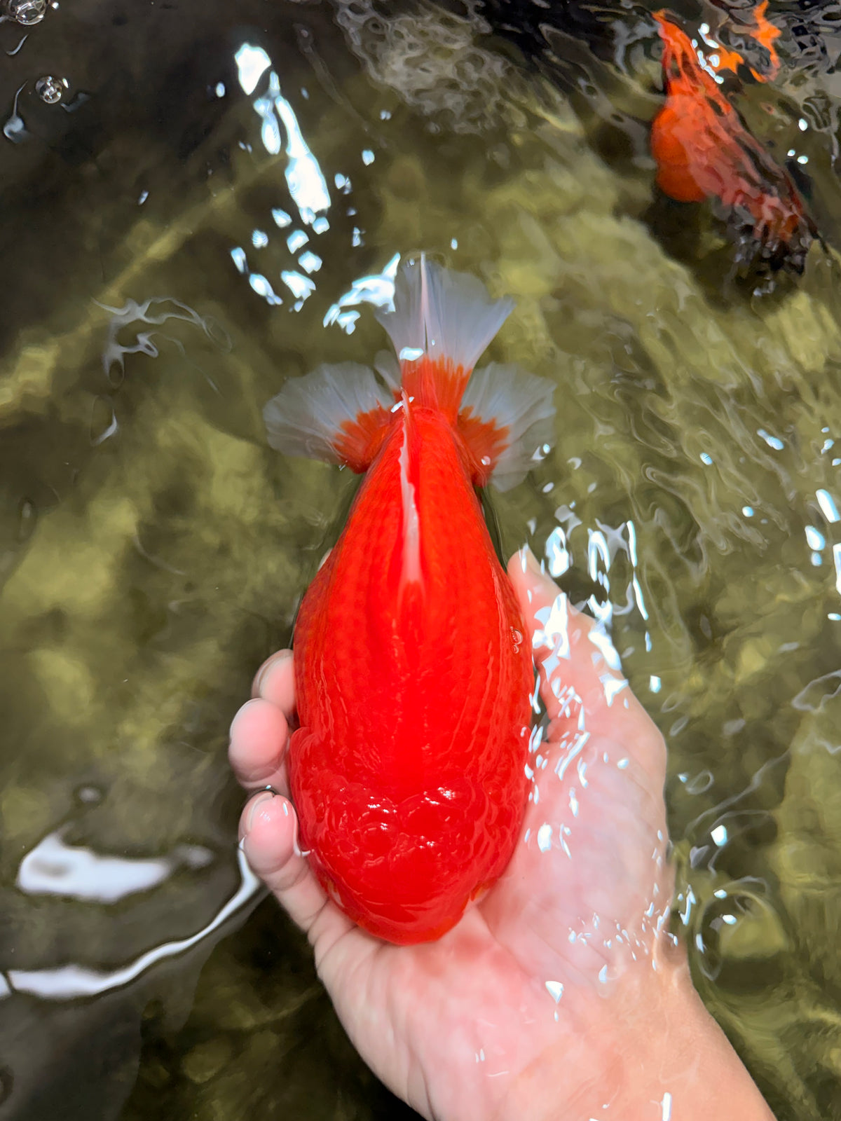 AAA Grade Strong Body Structure Red Yuanbao Male 6.5 inches #092526YB_14