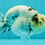 AAA Grade White Tiger Blue Base Ranchu Female 4.5 inches #062626RC_10