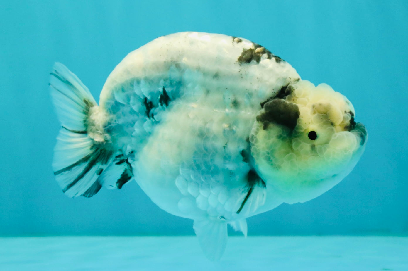 AAA Grade White Tiger Blue Base Ranchu Female 4.5 inches #062626RC_10