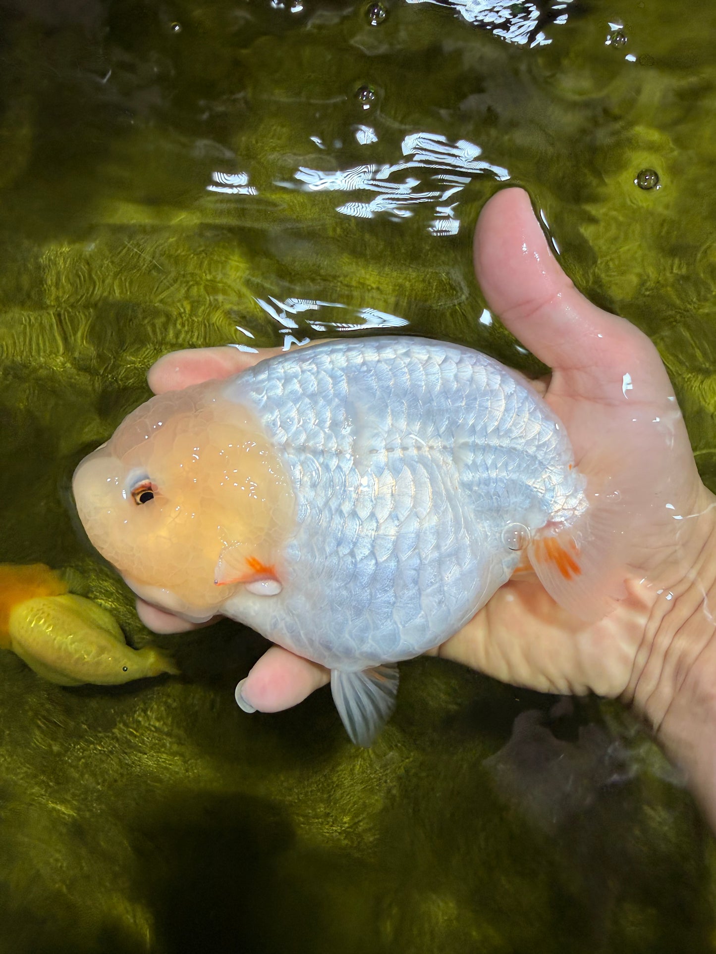 A Grade White Sakura Chinese Ranchu Female 5.5-6 inches #022026RC_21