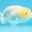 A Grade White LionQueen 3.5-4 inches #112125LC_07