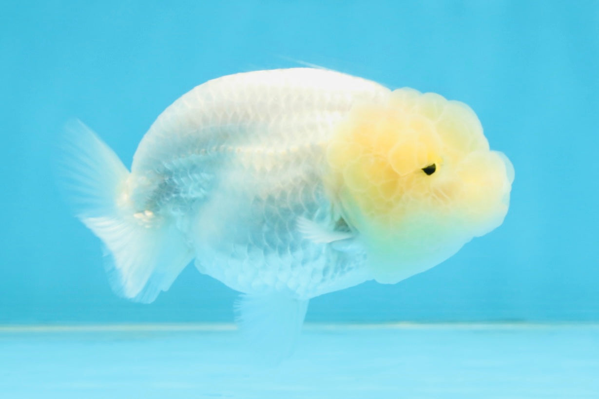 A Grade White LionQueen 3.5-4 inches #112125LC_07