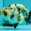 A Grade Tricolor Tiger Ranchu Female 4 inches #061926RC_11