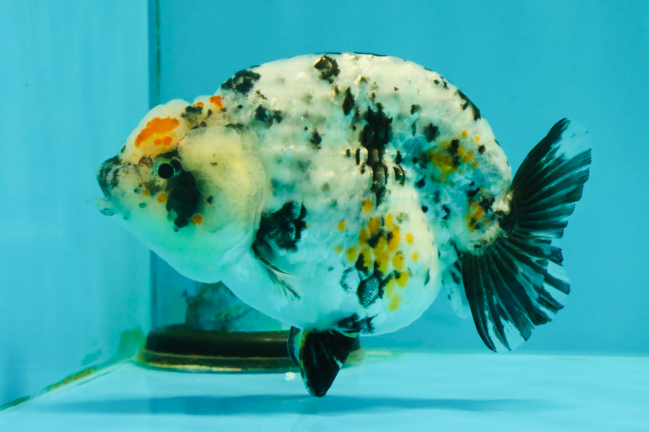 A Grade Tricolor Tiger Ranchu Female 4 inches #061926RC_11