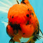 A Grade Tiger Oranda Male 7.5 inches #101626OR_19