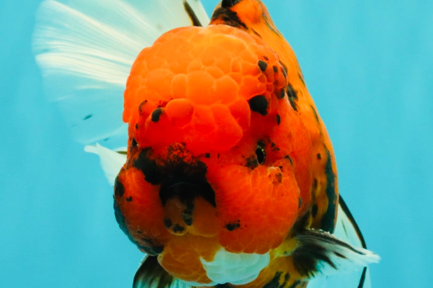 A Grade Tiger Oranda Male 7.5 inches #101626OR_19