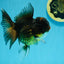 A Grade Chicken Tricolor Oranda Male 5 inches #112924OR_18