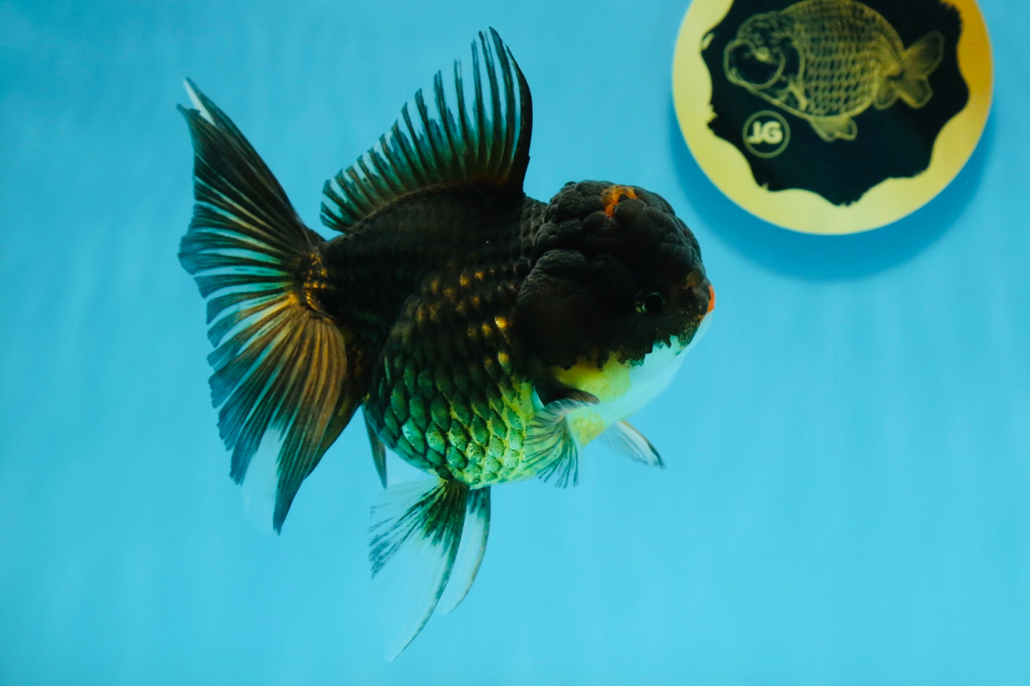 A Grade Chicken Tricolor Oranda Male 5 inches #112924OR_18