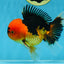 A Grade Super Mario Apache Oranda Male 5-5.5 inches #081525OR_23