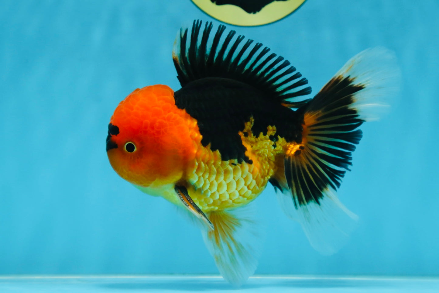 A Grade Super Mario Apache Oranda Male 5-5.5 inches #081525OR_23