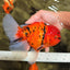 A Grade Tiger Oranda Female 7.5 inches #101626OR_16