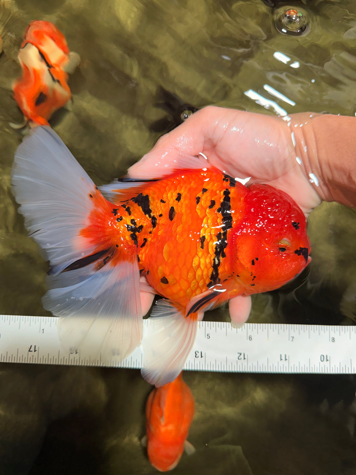 A Grade Tiger Oranda Female 7.5 inches #101626OR_16