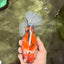 AAA Grade Jumbo Body Marble Sakura Oranda Male 6.5-7 inches #062626OR_02