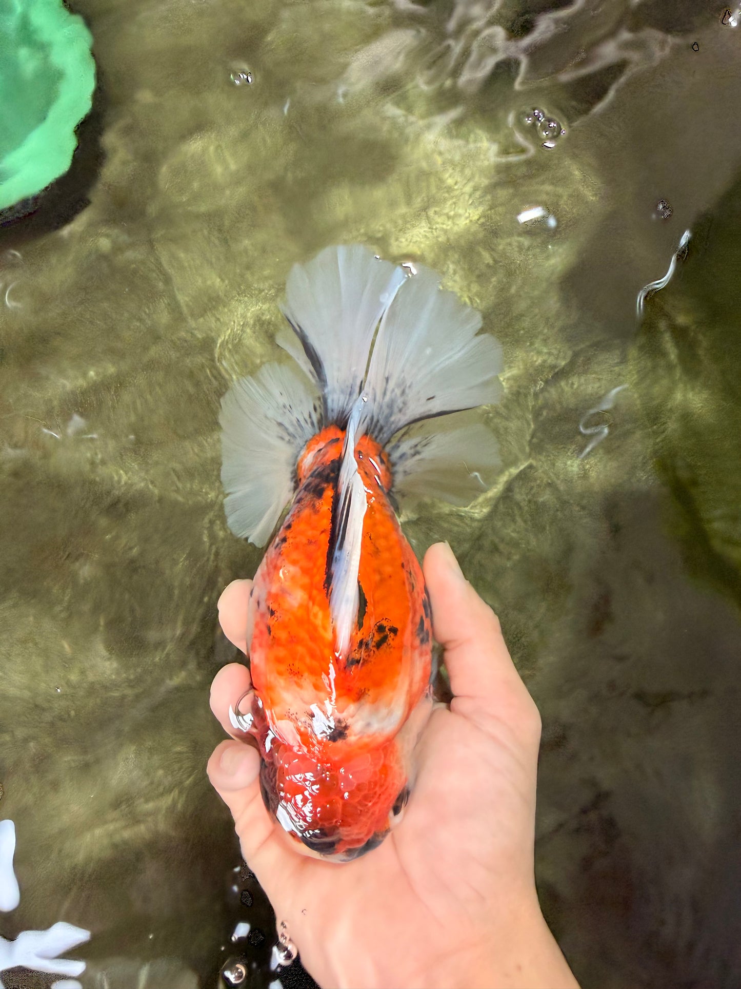 AAA Grade Jumbo Body Marble Sakura Oranda Male 6.5-7 inches #062626OR_02