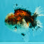 A Grade Calico Oranda Female 5.5 inches #050126OR_05