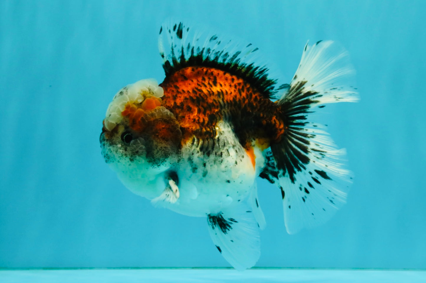 A Grade Calico Oranda Female 5.5 inches #050126OR_05