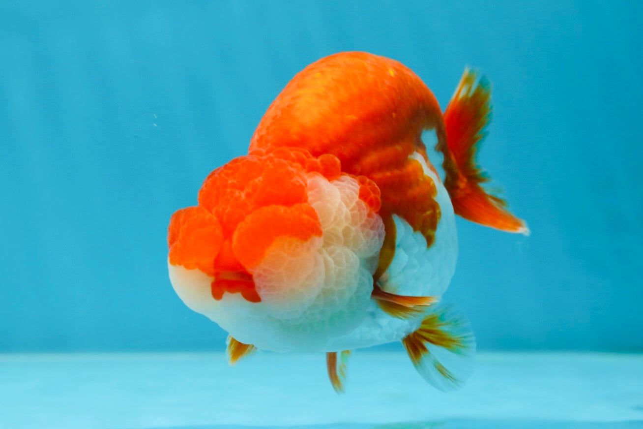 AAA Grade TOP Red White LionQueen 4.5 inches #051625LC_38