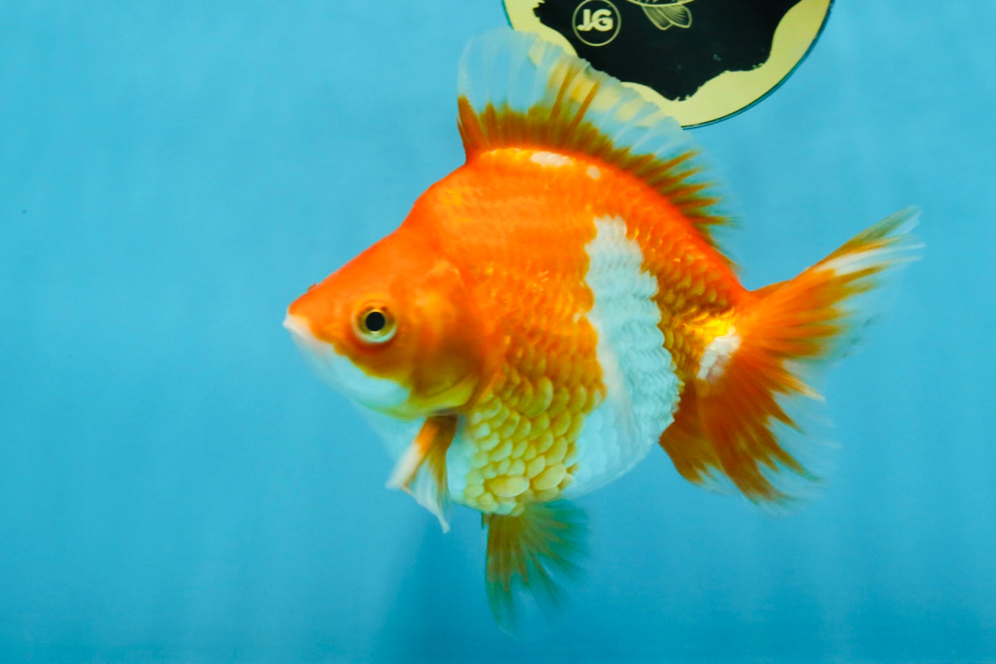 A Grade Red White Ryukin Female 5.5 inches #111425RK_05