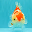 A Grade Red White Yuanbao Female 6 inches #101626YB_30