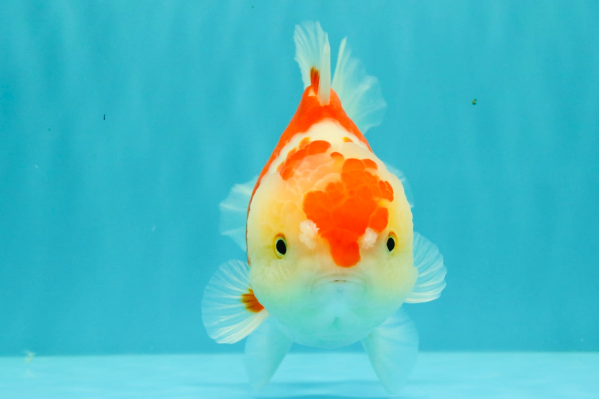 A Grade Red White Yuanbao Female 6 inches #101626YB_30